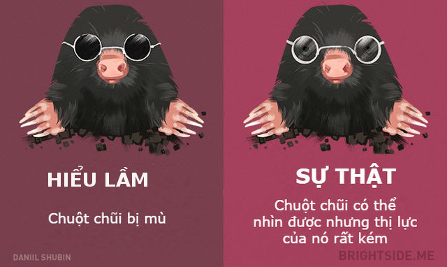 Dumb fish and 11 misunderstandings about animals Picture 7