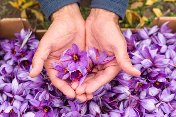 Effect of saffron pistil with health and beauty Picture 5