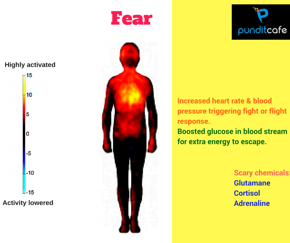 Emotional map of the body: The relationship between emotions, physiological state and behavior Picture 7