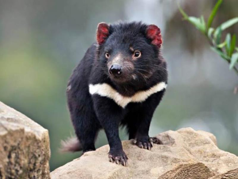 Explore the mysterious world of Tasmanian devils, the world's largest pocketed 'killer' Picture 10