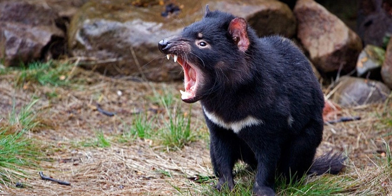 Explore the mysterious world of Tasmanian devils, the world's largest pocketed 'killer' Picture 4