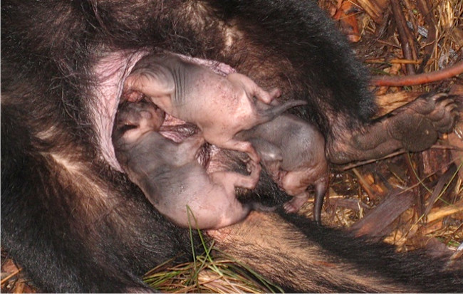 Explore the mysterious world of Tasmanian devils, the world's largest pocketed 'killer' Picture 6
