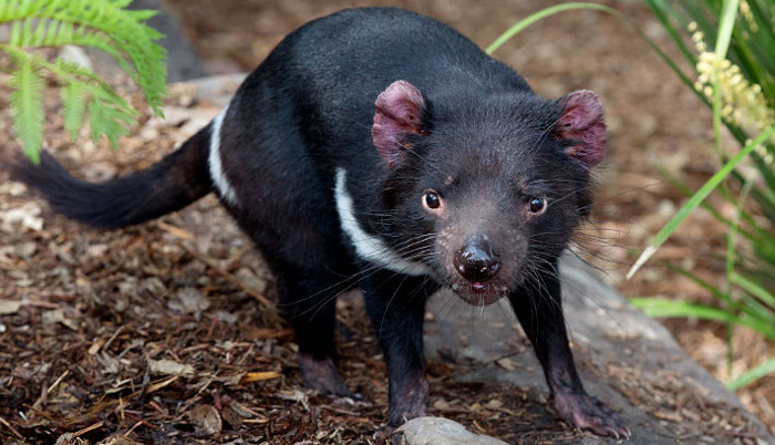 Explore the mysterious world of Tasmanian devils, the world's largest pocketed 'killer' Picture 7
