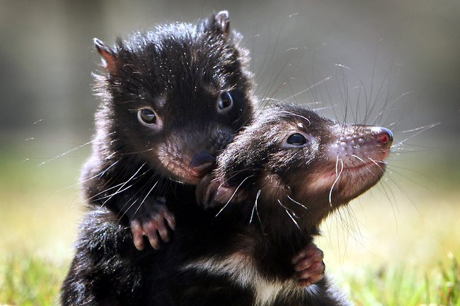 Explore the mysterious world of Tasmanian devils, the world's largest pocketed 'killer' Picture 8