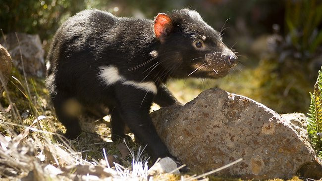 Explore the mysterious world of Tasmanian devils, the world's largest pocketed 'killer' Picture 9