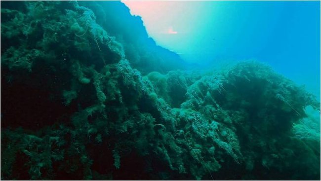 Explore the world's deepest green hole in the South China Sea Picture 2
