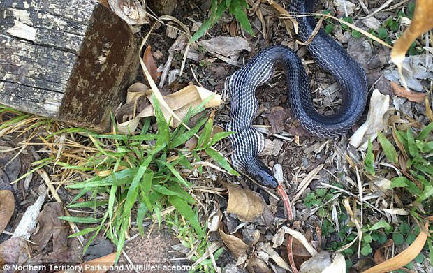 Extremely rare albino snakes found in Australia Picture 3
