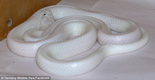 Extremely rare albino snakes found in Australia Picture 4