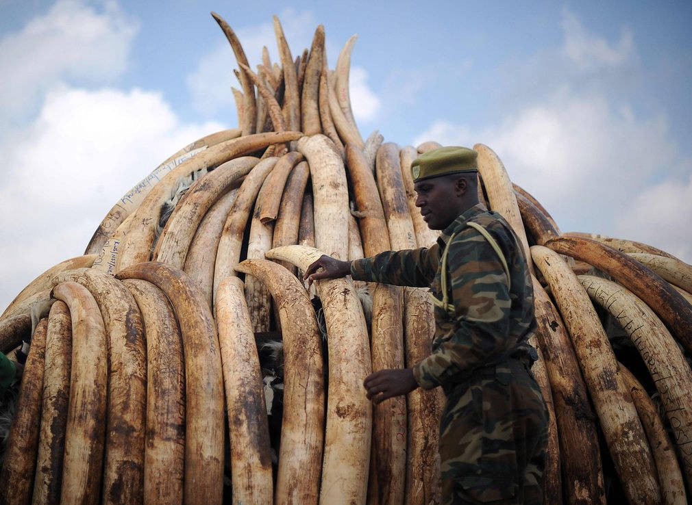 Eyes with the picture that destroyed 105 tons of ivory in Kenya - a clear message Picture 12