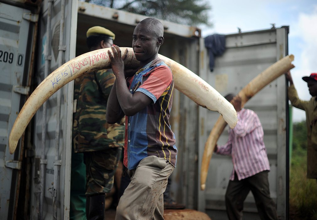 Eyes with the picture that destroyed 105 tons of ivory in Kenya - a clear message Picture 13
