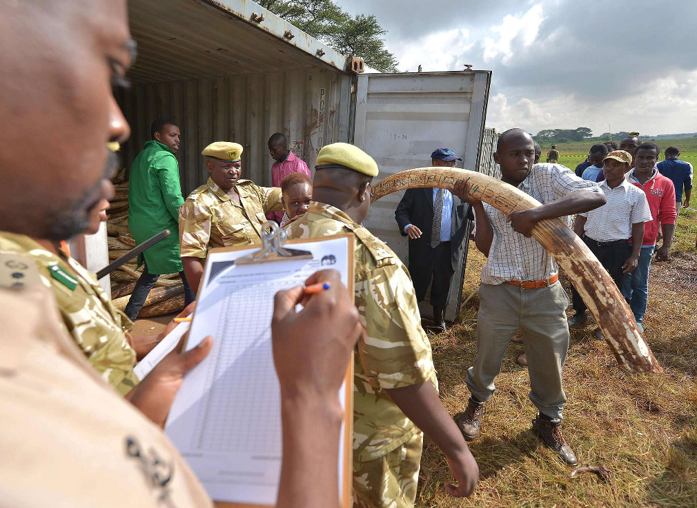 Eyes with the picture that destroyed 105 tons of ivory in Kenya - a clear message Picture 14