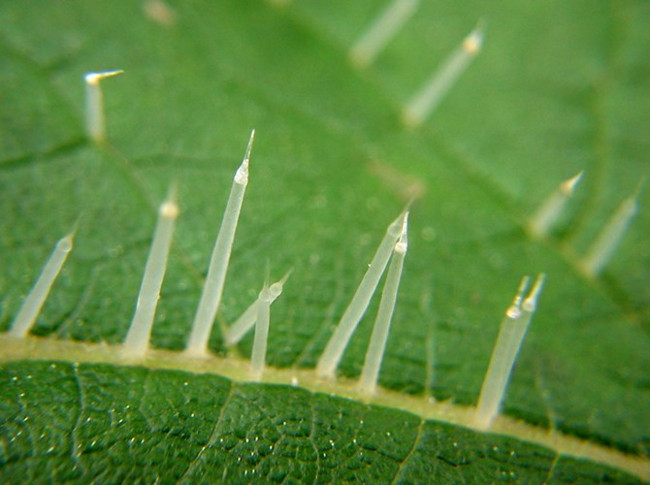 Fear of poisonous plants that corrode humans Picture 6