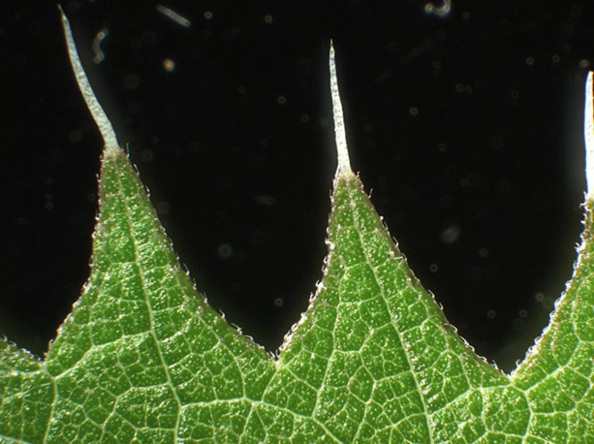 Fear of poisonous plants that corrode humans Picture 8