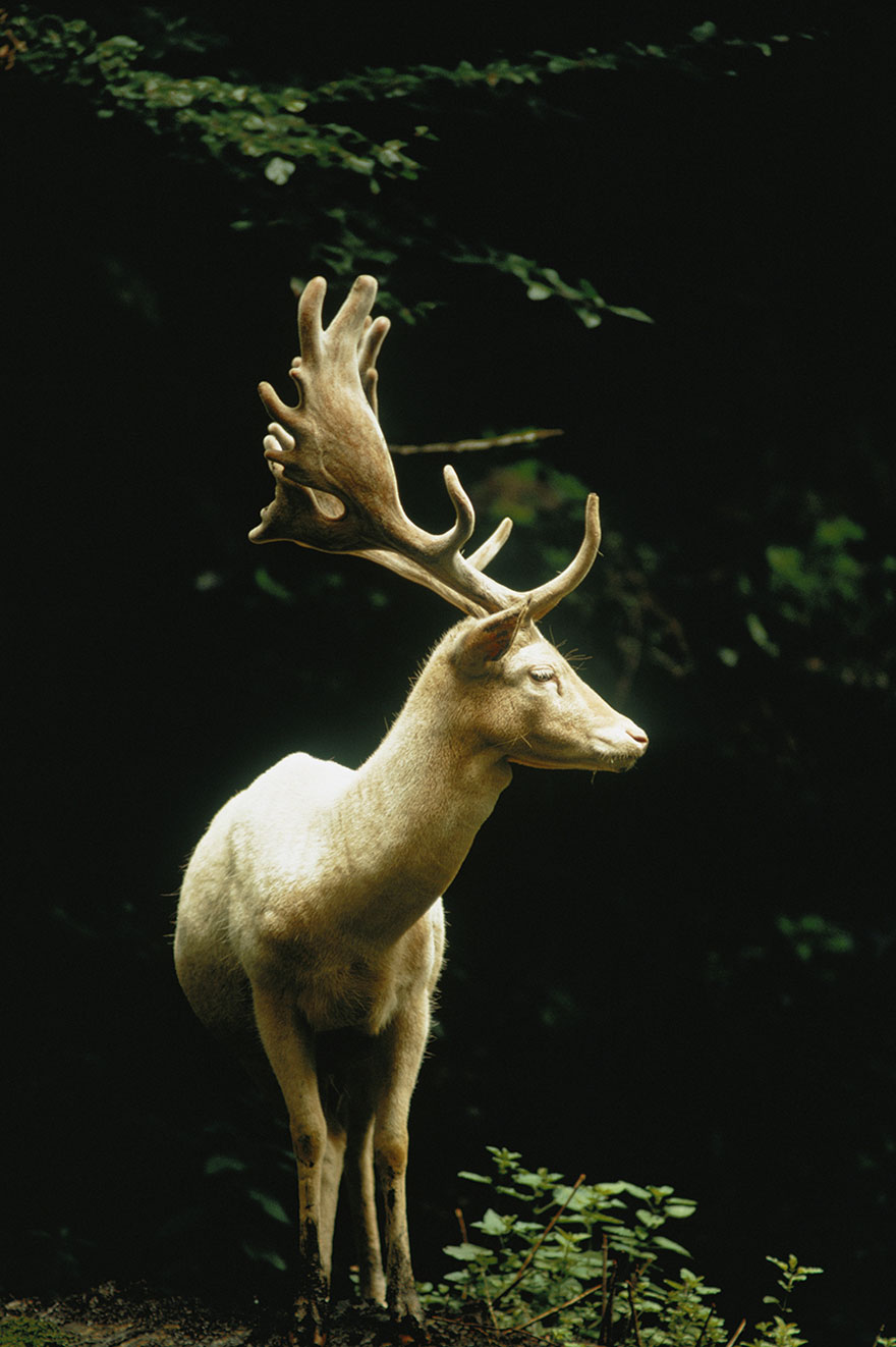 Feel the beauty of life from 25 unpublished photos of National Geographic Picture 2