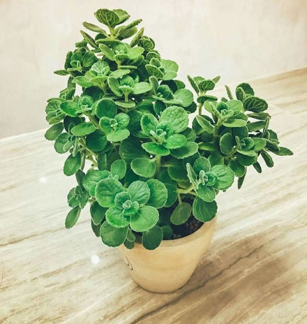 Feng shui bonsai with age brings luck and fortune Picture 13