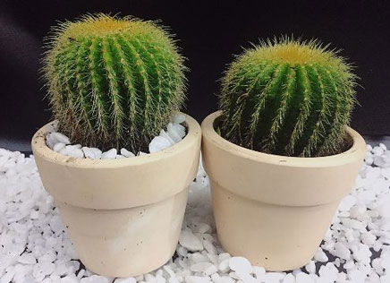 Feng shui bonsai with age brings luck and fortune Picture 5