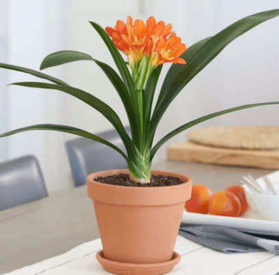 Feng shui bonsai with age brings luck and fortune Picture 9