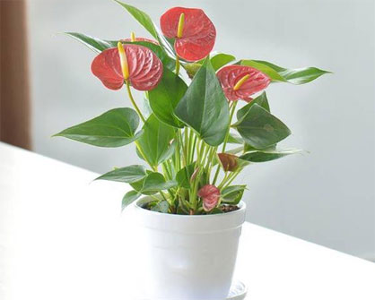 Feng shui trees in the par bring luck and fortune Picture 4