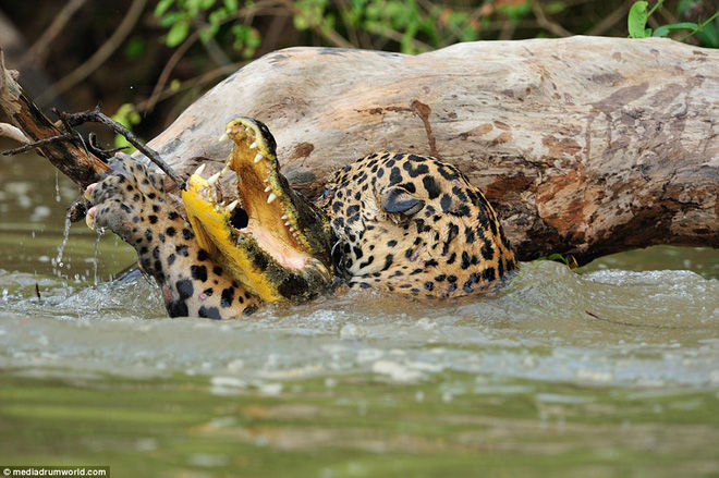 Ferocious jaguar 'eat re' assassin crocodile underwater Picture 4