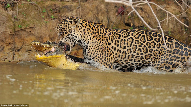 Ferocious jaguar 'eat re' assassin crocodile underwater Picture 5