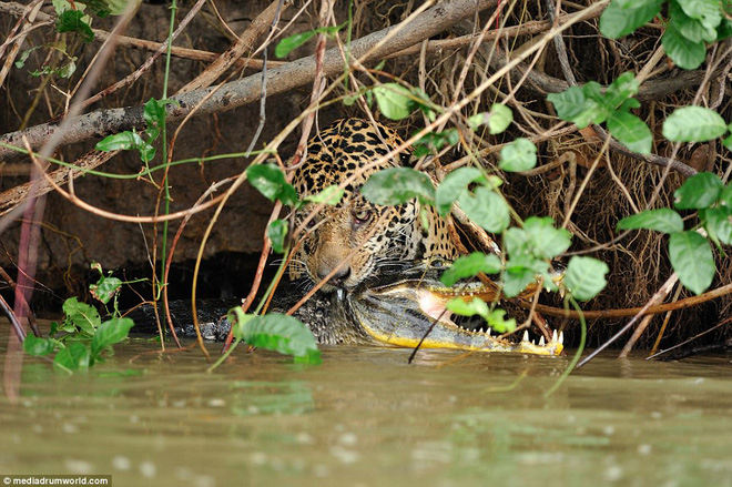 Ferocious jaguar 'eat re' assassin crocodile underwater Picture 6