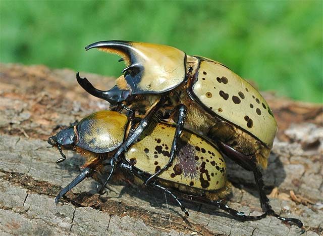 Fighting for partners can help animals adapt better when their living environment becomes harsh Picture 5