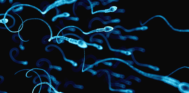 Find a mathematical formula that determines how a male sperm swimming Picture 1