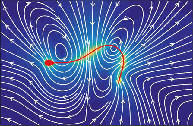 Find a mathematical formula that determines how a male sperm swimming Picture 2