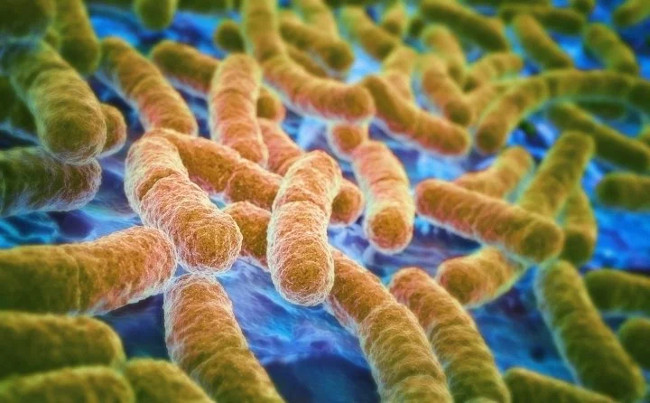Finding new bacteria in the gut can help slow down aging Picture 1