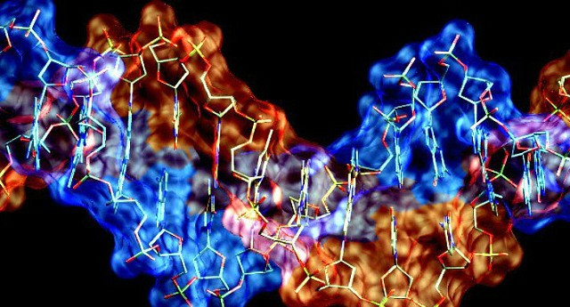 Finding new vitamins can help repair damaged DNA, reverse the aging process Picture 2