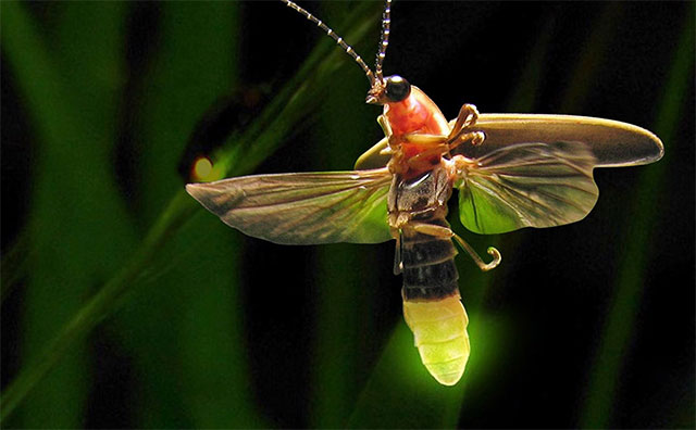 Fireflies are disappearing, what is the cause? Picture 2