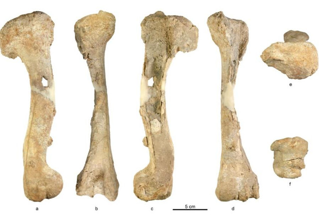 First time in Israel: Ancient deer bones were discovered Picture 1