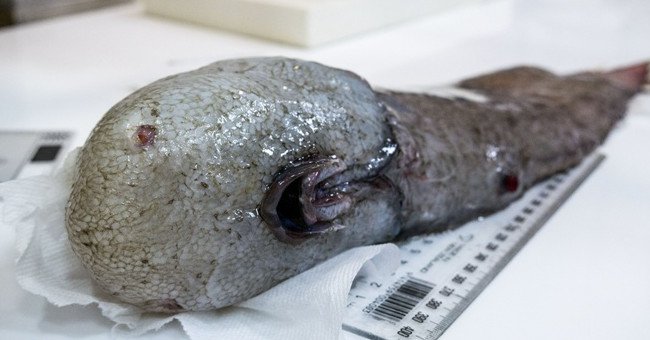 Fish have nostrils and mouths but are not present Picture 1