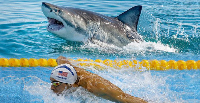 Fisherman Michael Phelps swim with white shark: Who wins? Picture 2