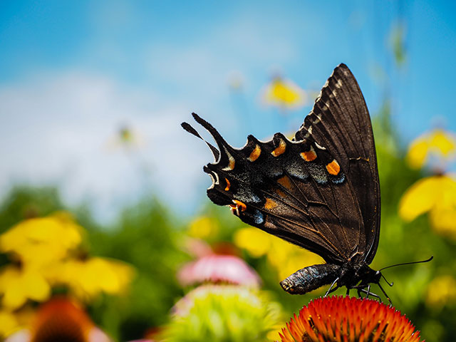 Flickr limits users to only 1,000 photos / videos Picture 1