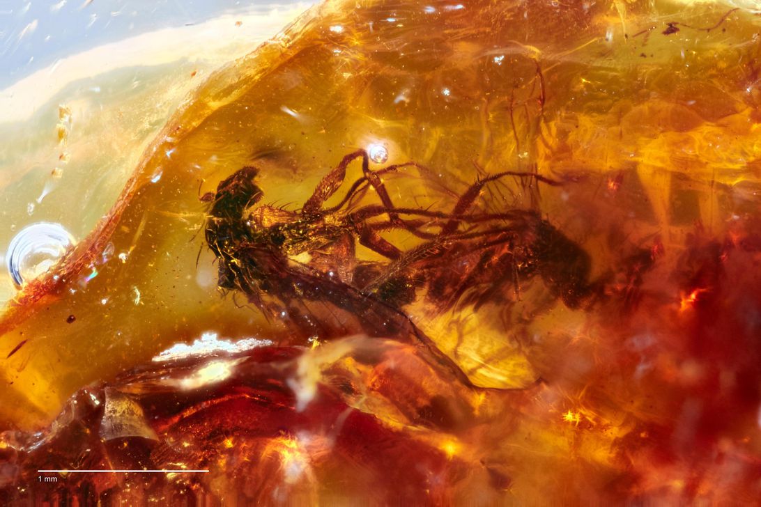 Flies having sex preserved in fossil dating back millions of years Picture 1