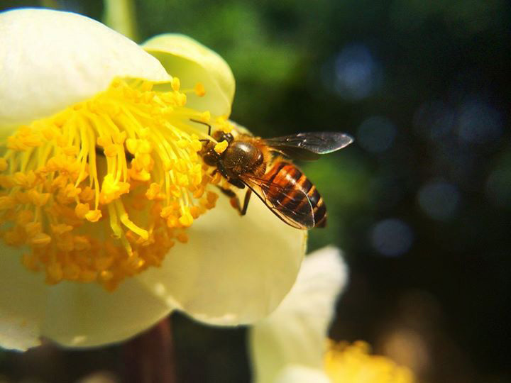 For beautiful photos of Tet 2017 Picture 3