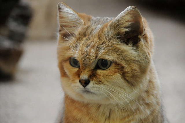 For the first time, the breed of 'young and old' sand cat lives in the desert Picture 10