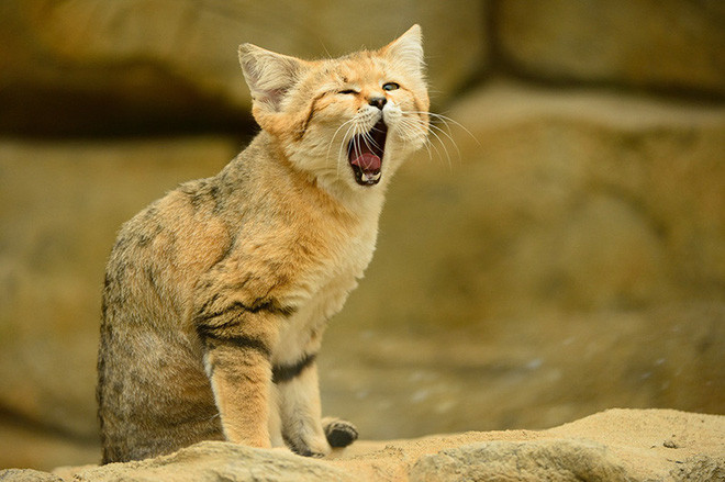 For the first time, the breed of 'young and old' sand cat lives in the desert Picture 11