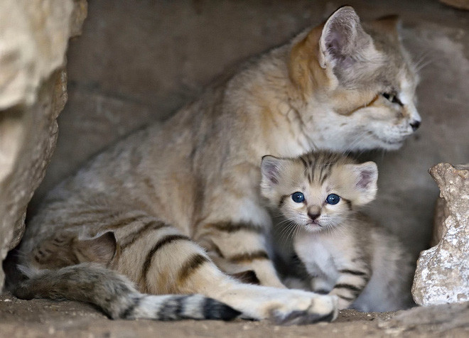 For the first time, the breed of 'young and old' sand cat lives in the desert Picture 12