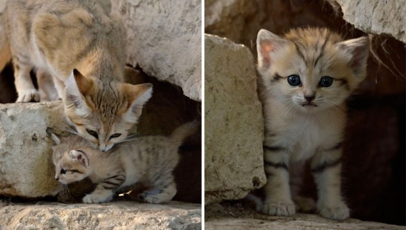 For the first time, the breed of 'young and old' sand cat lives in the desert Picture 13