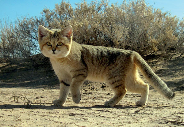For the first time, the breed of 'young and old' sand cat lives in the desert Picture 3