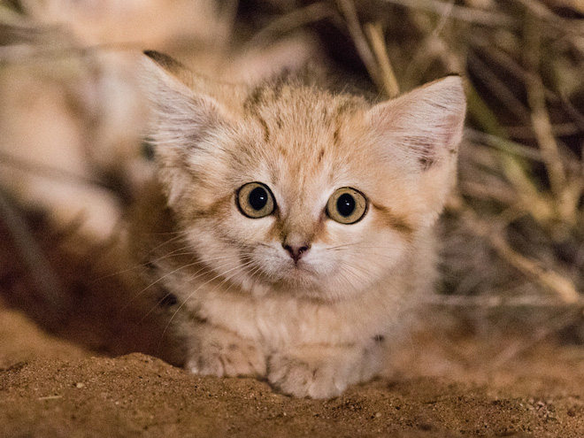 For the first time, the breed of 'young and old' sand cat lives in the desert Picture 4