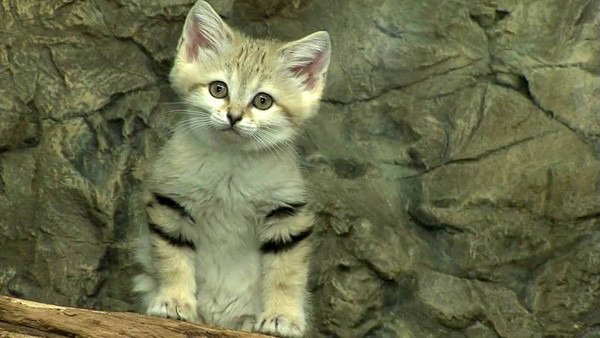 For the first time, the breed of 'young and old' sand cat lives in the desert Picture 6