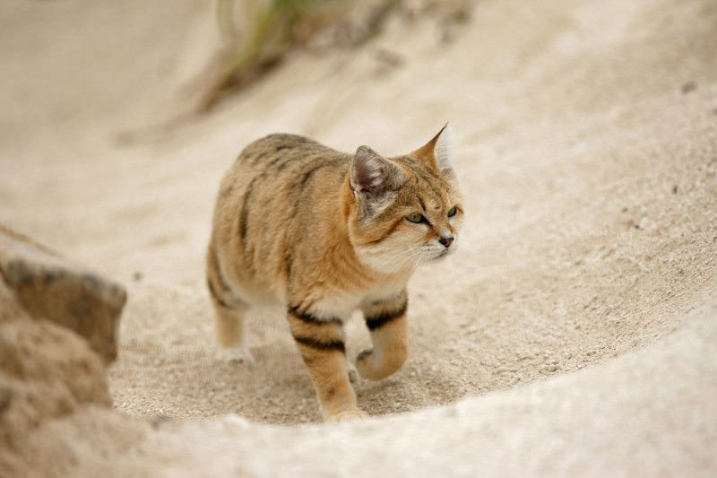 For the first time, the breed of 'young and old' sand cat lives in the desert Picture 7