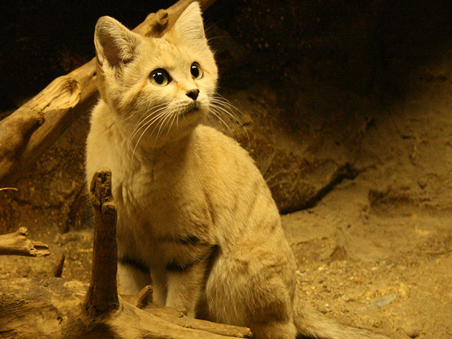 For the first time, the breed of 'young and old' sand cat lives in the desert Picture 8