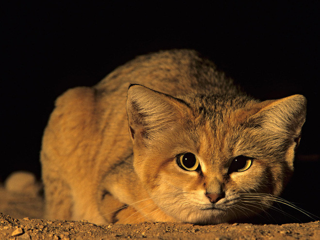 For the first time, the breed of 'young and old' sand cat lives in the desert Picture 9