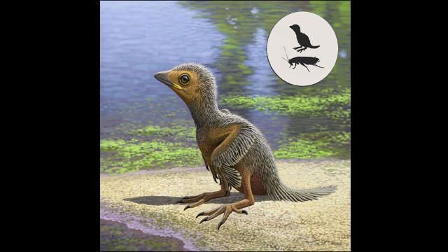Found fossils of prehistoric 127 million year old small birds Picture 1