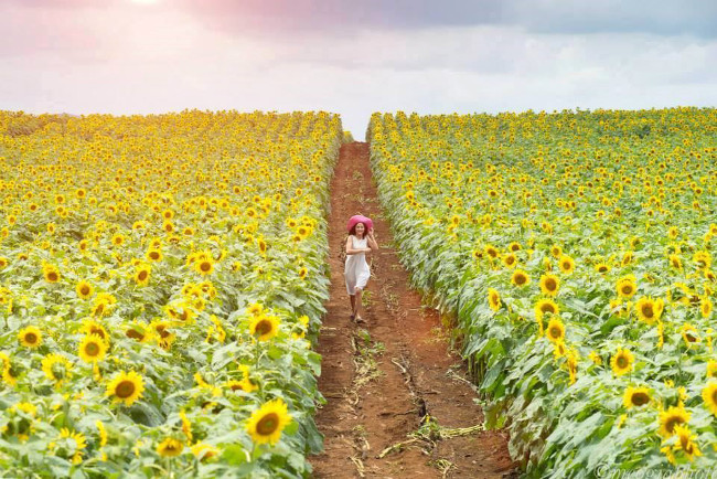 From A to Z travel experience watching sunflower Nghe An Picture 1