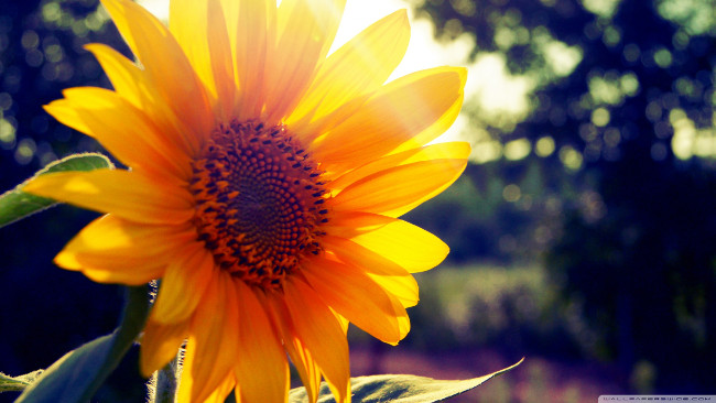 From A to Z travel experience watching sunflower Nghe An Picture 2